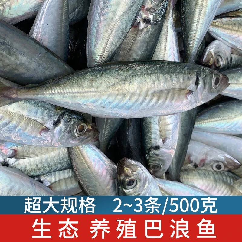 福建东山岛生态养殖巴浪鱼鲜活竹夹鱼土豪巴浪鱼500克2-3条海鱼