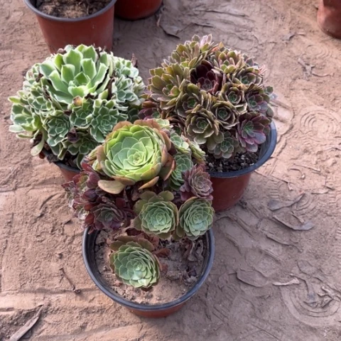 848多肉植物组合，