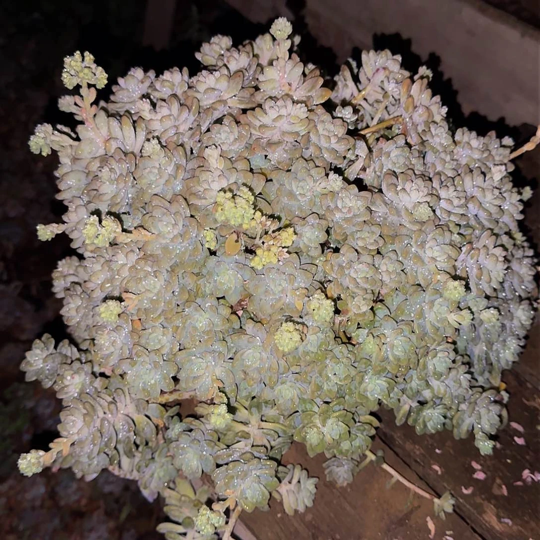 兔**✦洛可可 一颗 不包损0777