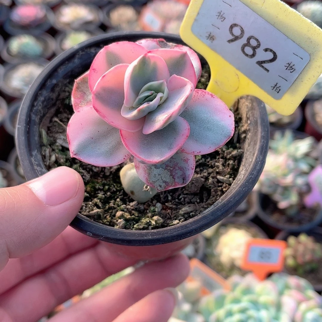 秀妍锦982号多肉植物