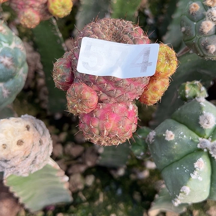 方***平仙人球574号仙人球