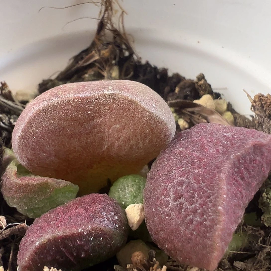 茶 多肉水泡植物实生