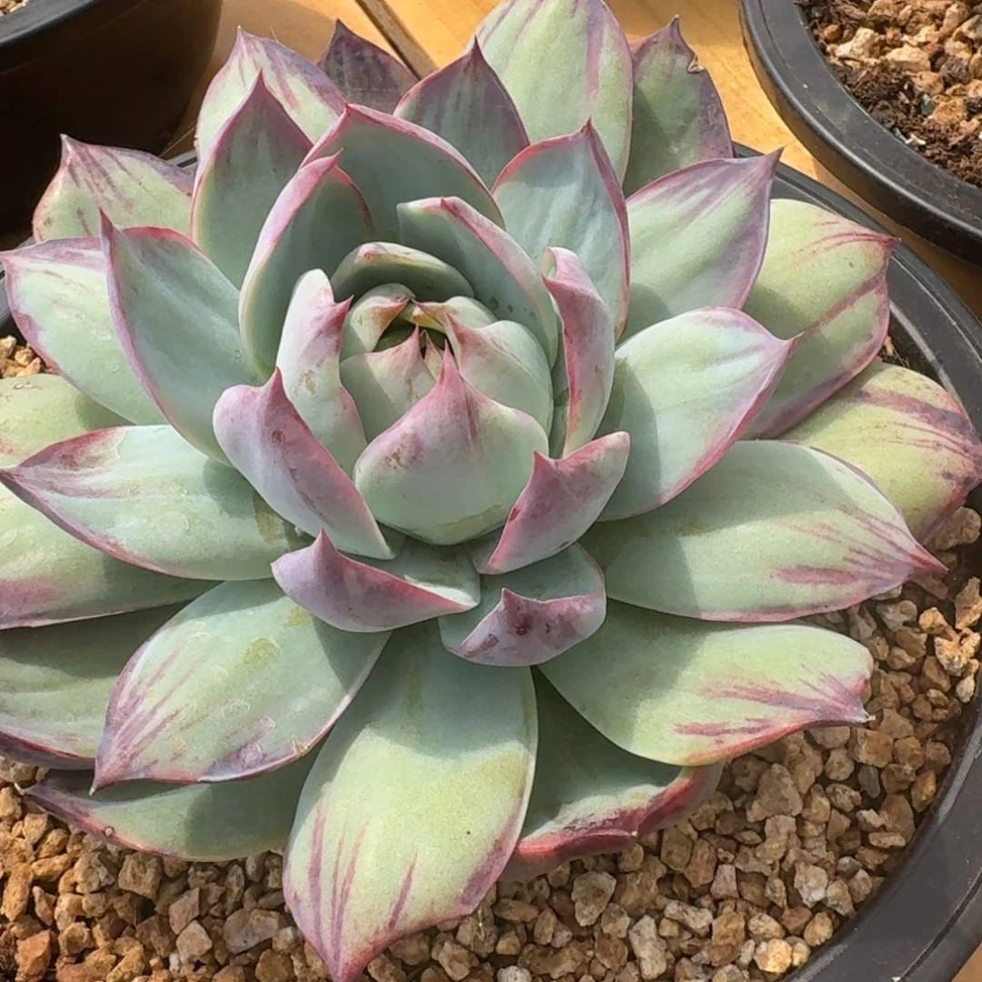 惊鸿仙子外翻15厘米