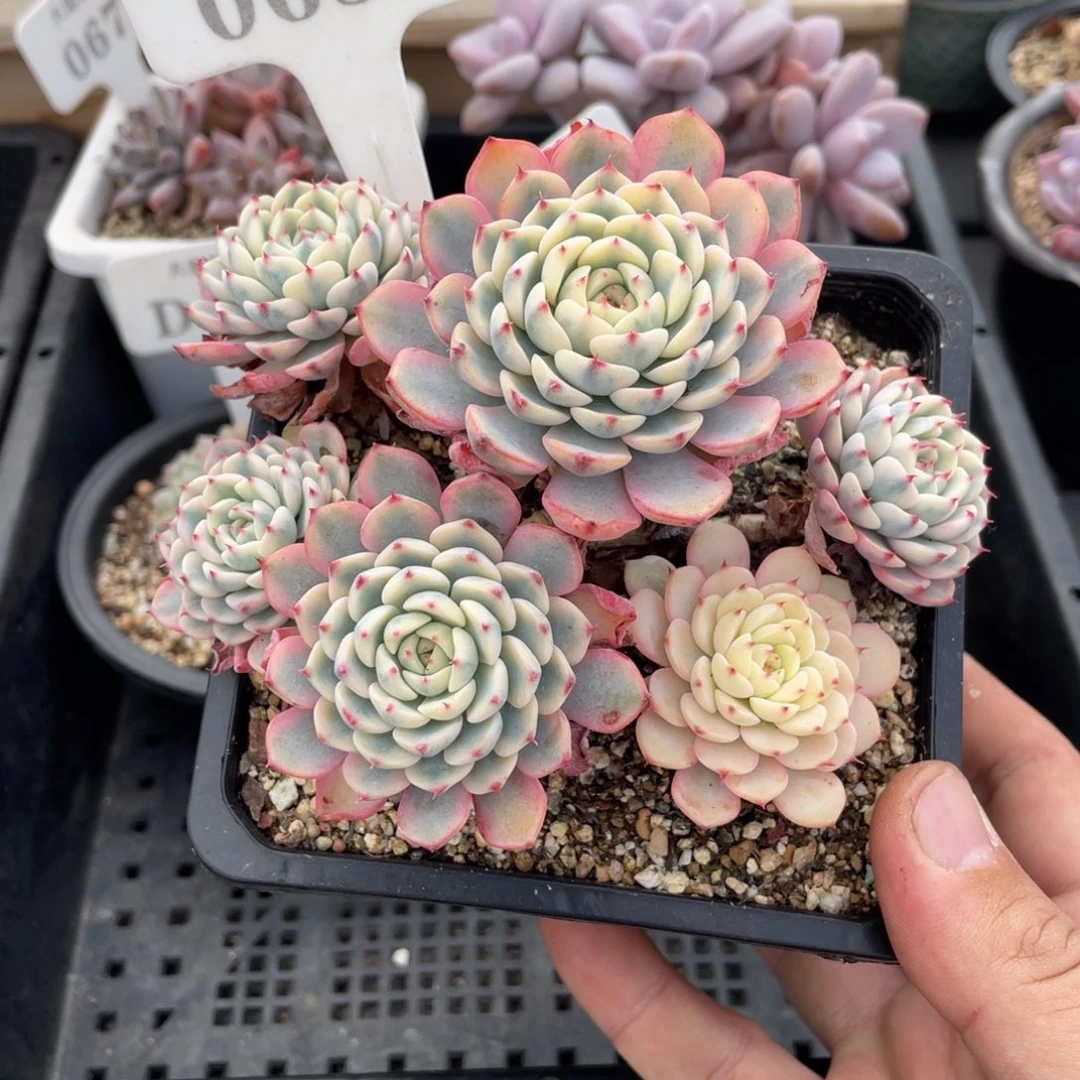 0636姬莲锦不带盆12厘米