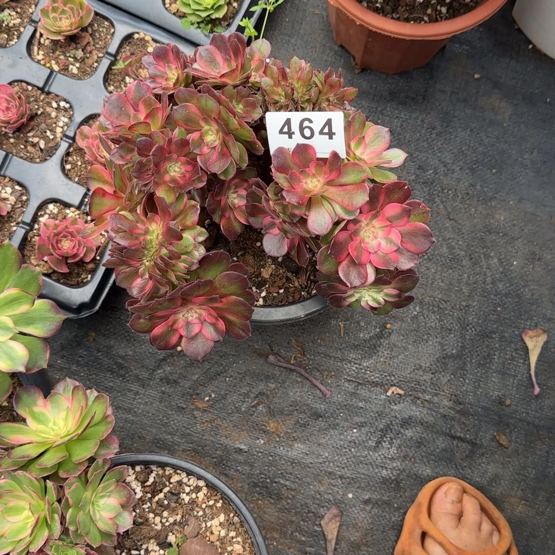 精品多肉植物0464