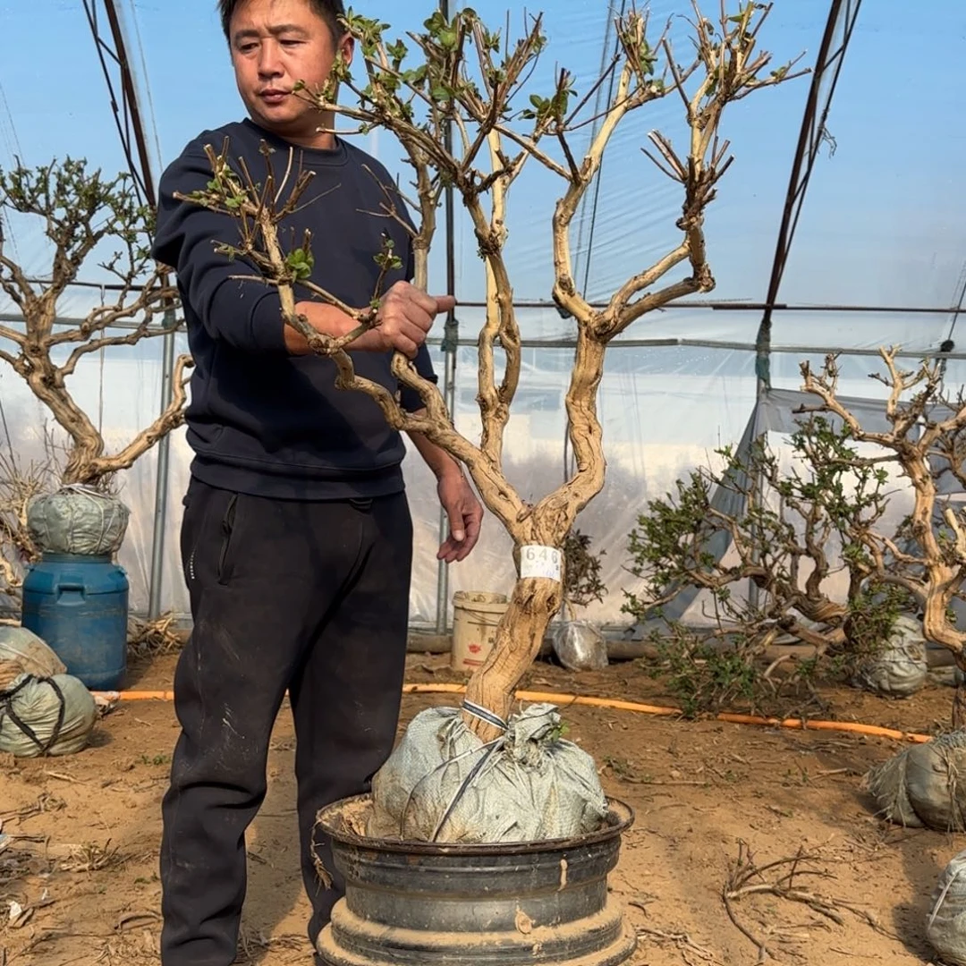 完全开放金银花122555