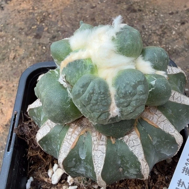 无花朵159白肌平头蛋怒东四