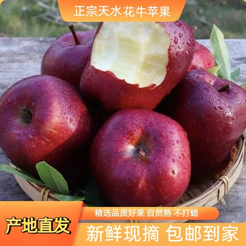 甘肃天水花牛苹果新鲜现摘脆粉两吃当季水果