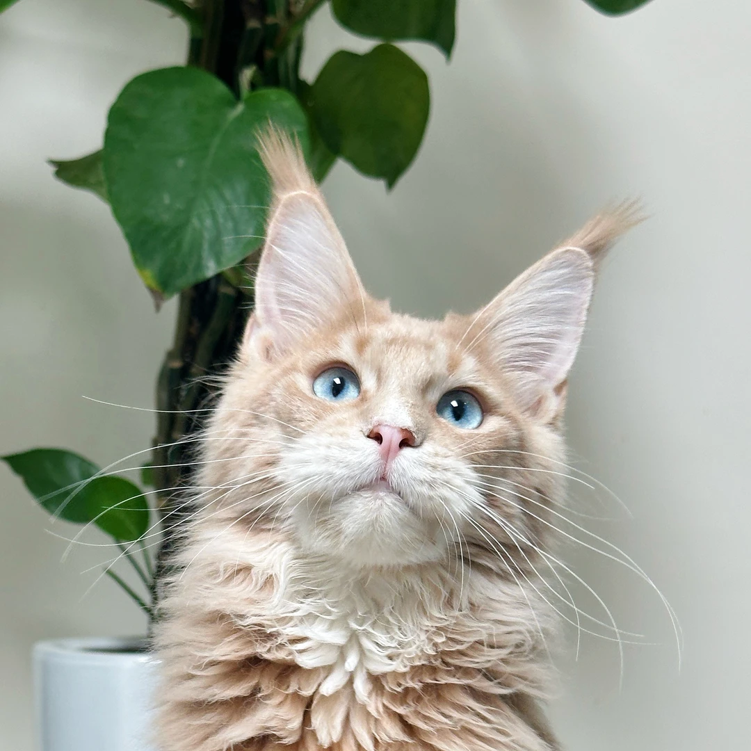 来了姊妹-凯米尔加白双蓝眼缅因猫-弟弟-608