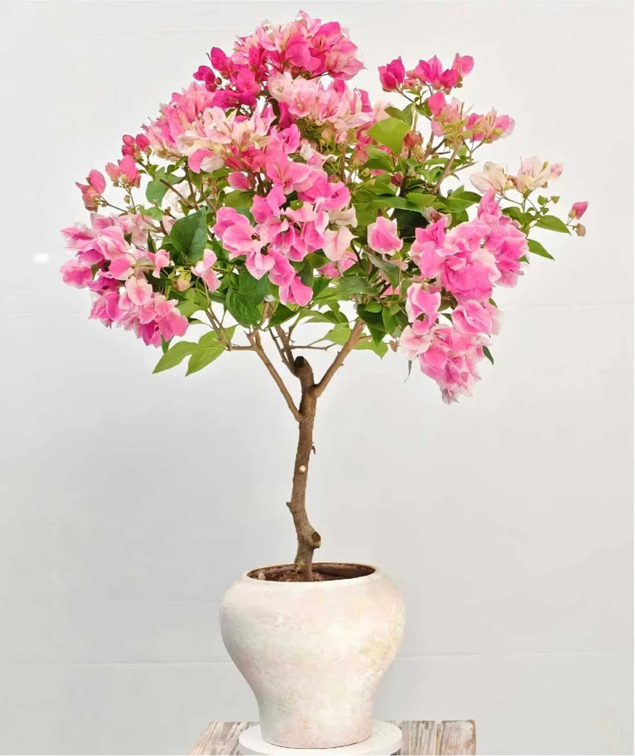 漳红缨棒棒糖2三角梅盆景老桩勤花好养【艺景园美美】