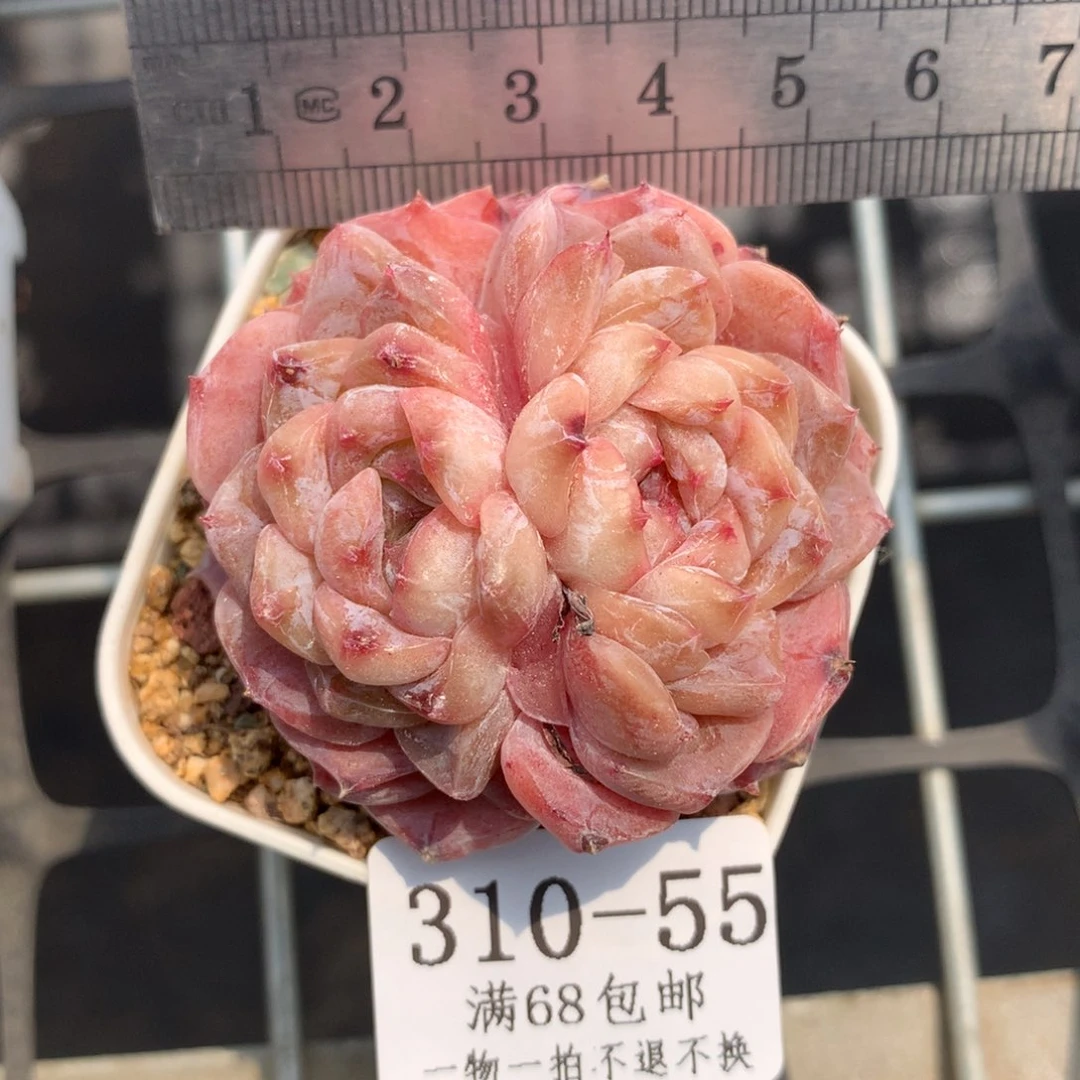 55。双心。糖心冰魄。