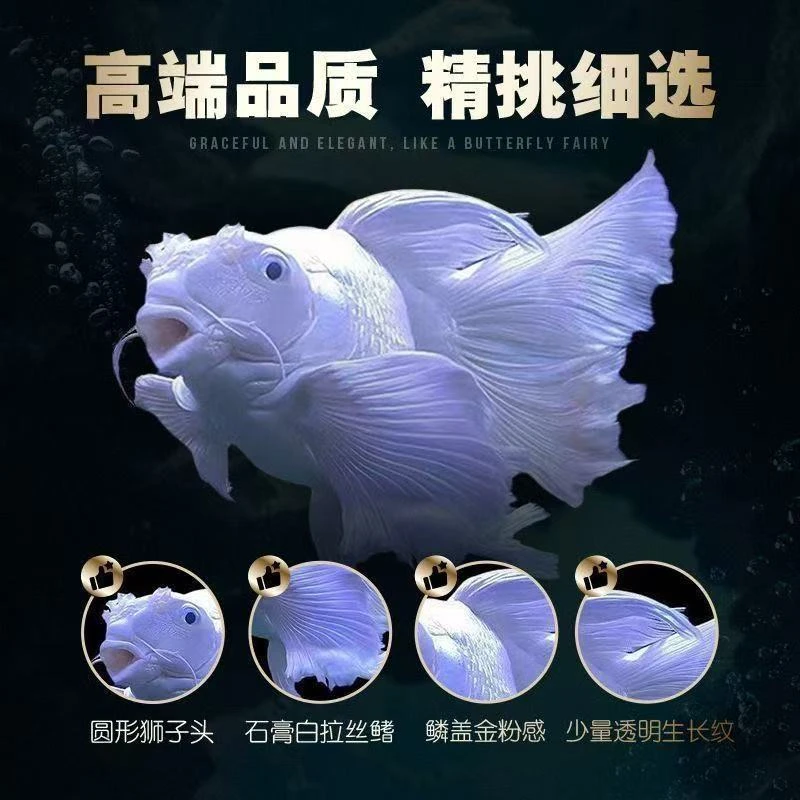 纯种台系蝴蝶鲤精品石膏白短身大尾蝴蝶好养耐活观赏鱼