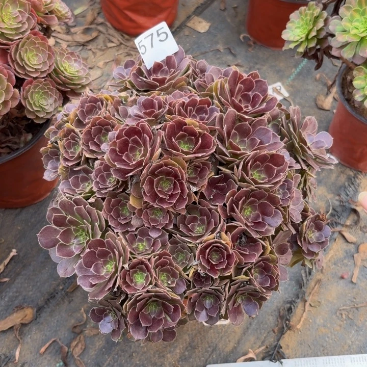 荷兰玫瑰多肉植物不包损575