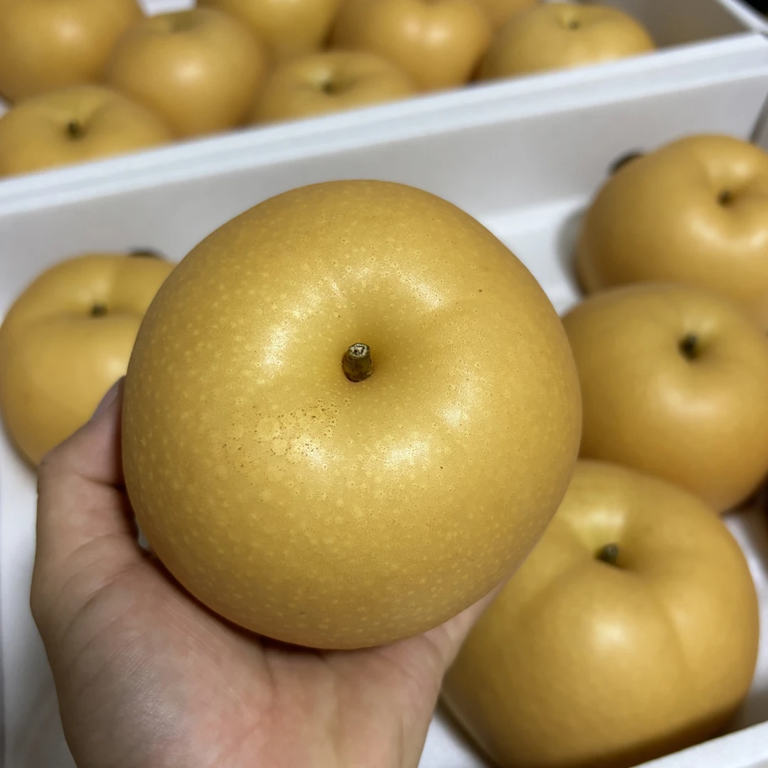 山东正宗莱阳秋月梨新鲜现摘脆甜多汁当季水果中秋礼盒