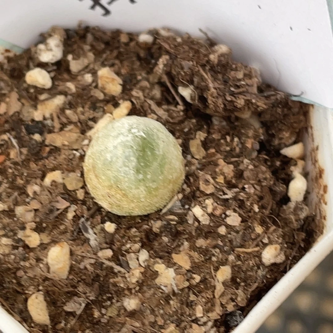 29-52灯泡多肉植物