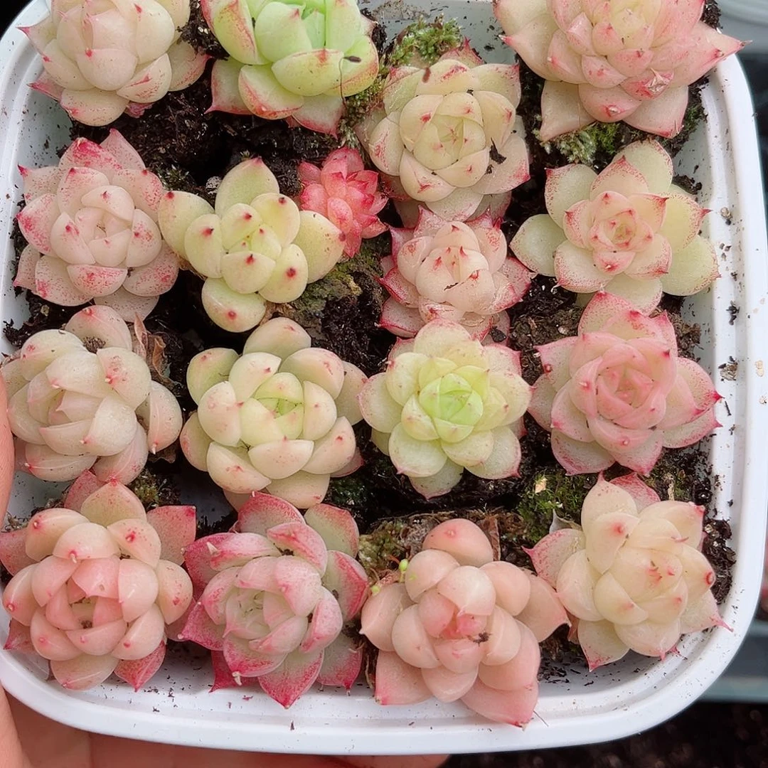 1-297 新疆西藏内蒙不发 2-3公分12.8包邮