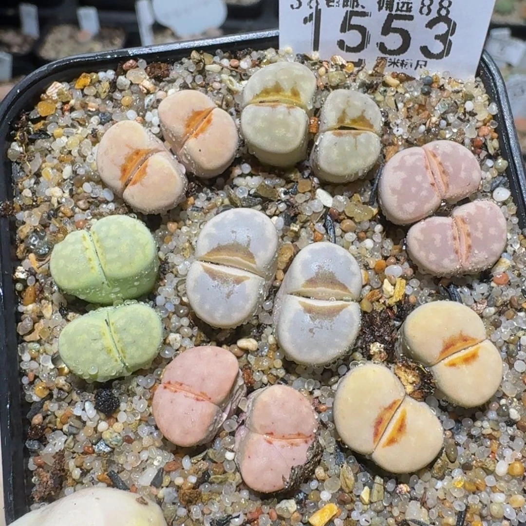 Zzzz精品生石花1553
