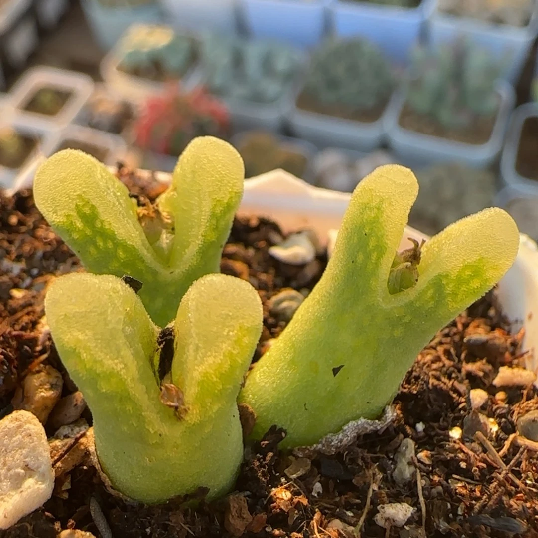冰风铃多肉植物百科