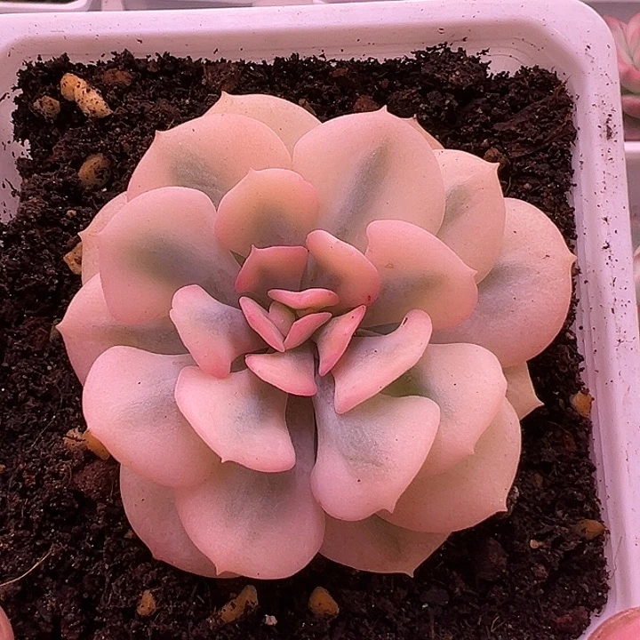 1196号雪精灵锦多肉