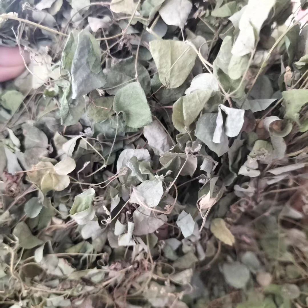 广西正宗野生化石草自然晒干