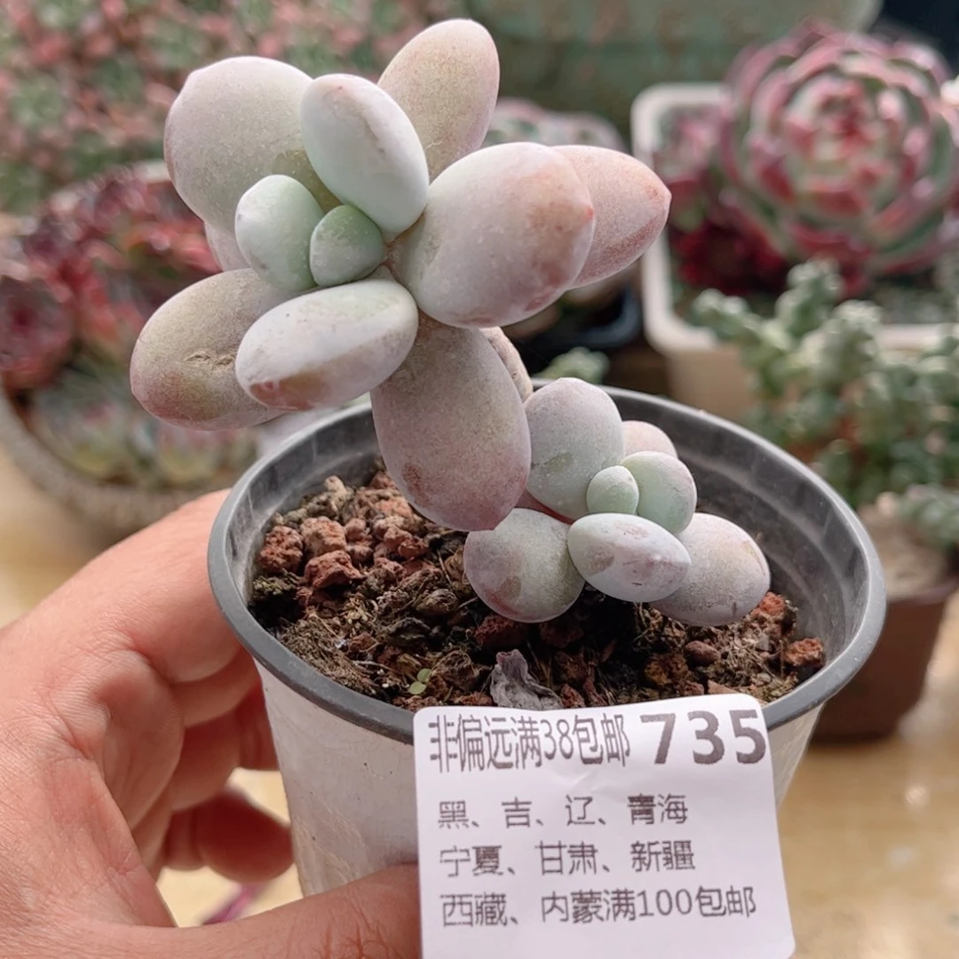 735雪美人德华多肉