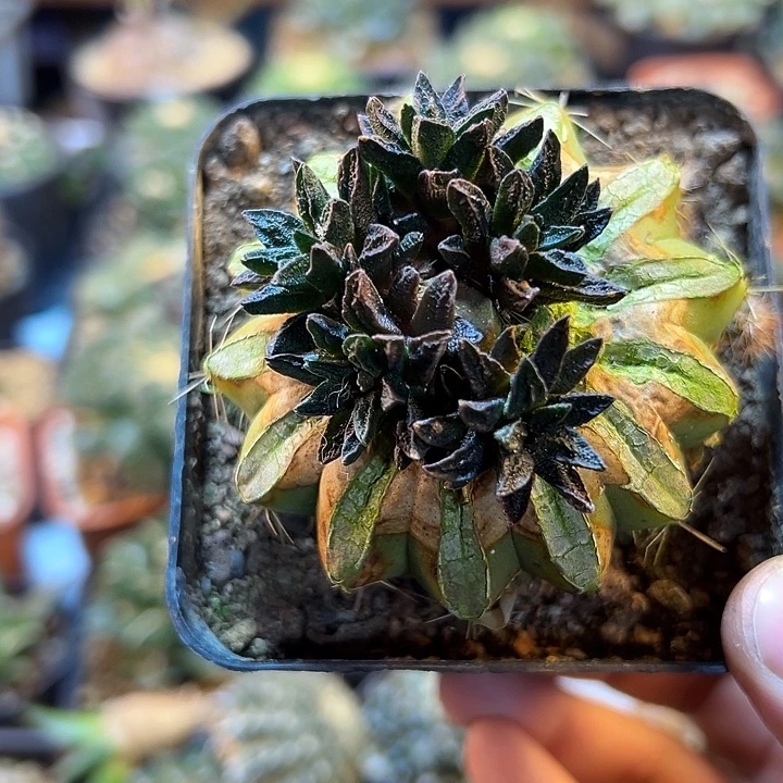 24号5.4公分龙角群