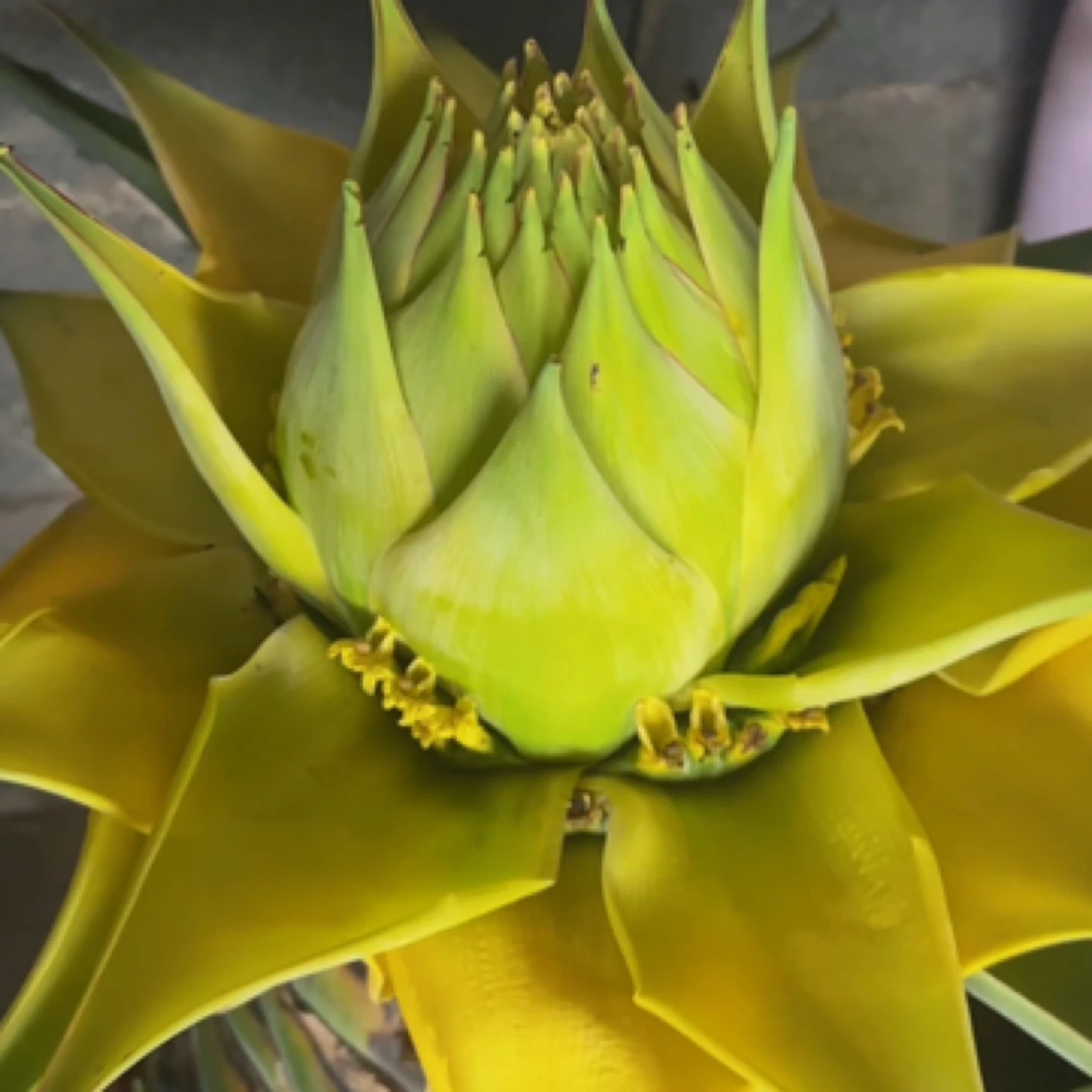 地涌青莲精品大花苞