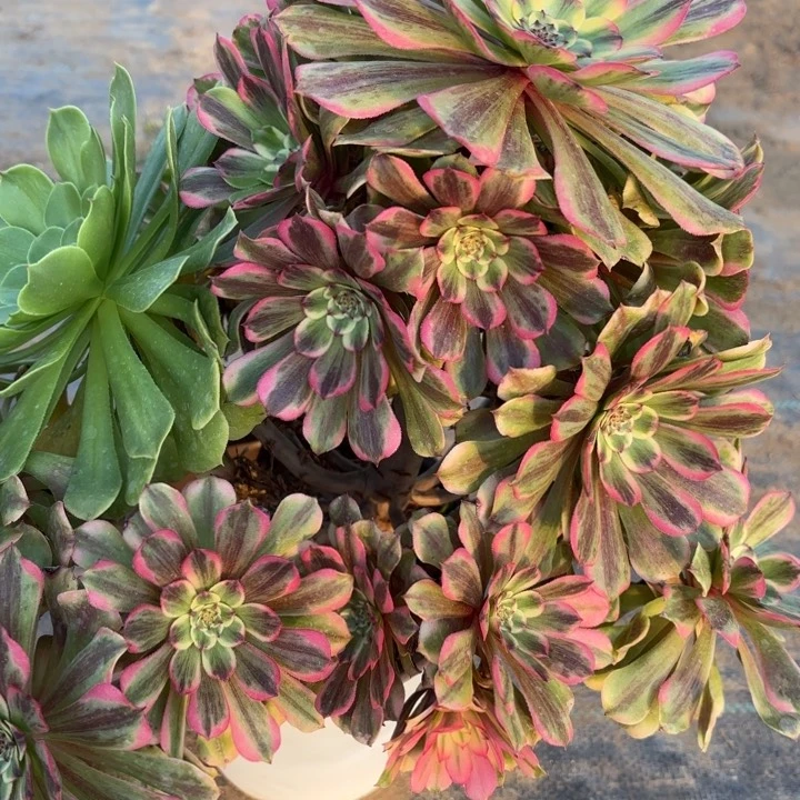 沙皇多肉断枝不包8