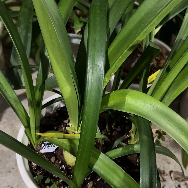 北方姑娘坨坨，裸球发货