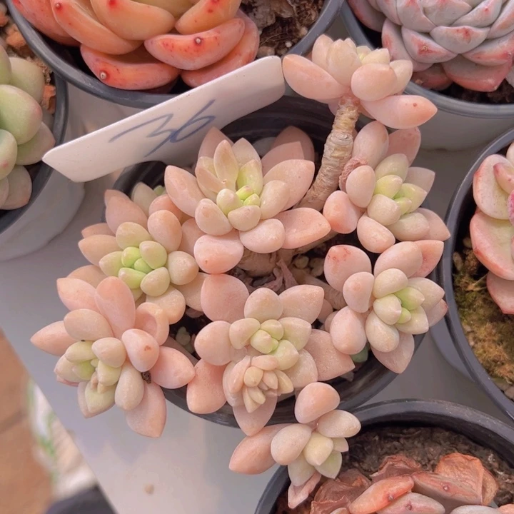 健健康康平平安安