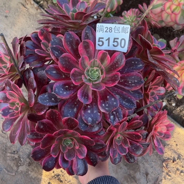 5150婚纱多肉植物