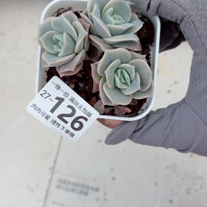 可爱玫瑰无盆土无盆土发货无