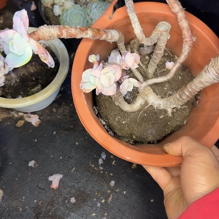 白凤600 多肉植物一物一拍