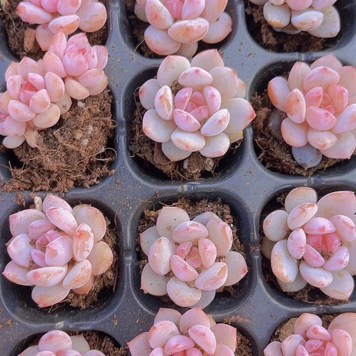 精品星星橙多肉植物