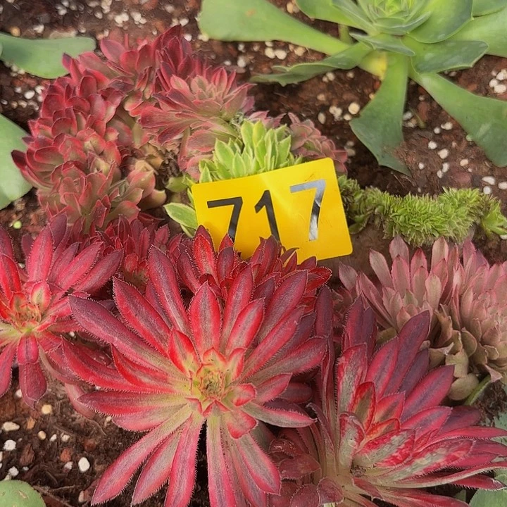 多肉植物福利717