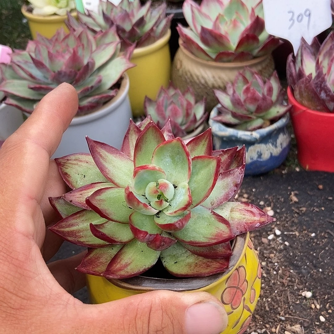 惊鸿一物一拍包装收缩花旱