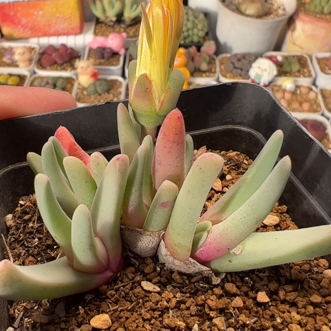 055多肉植物百科