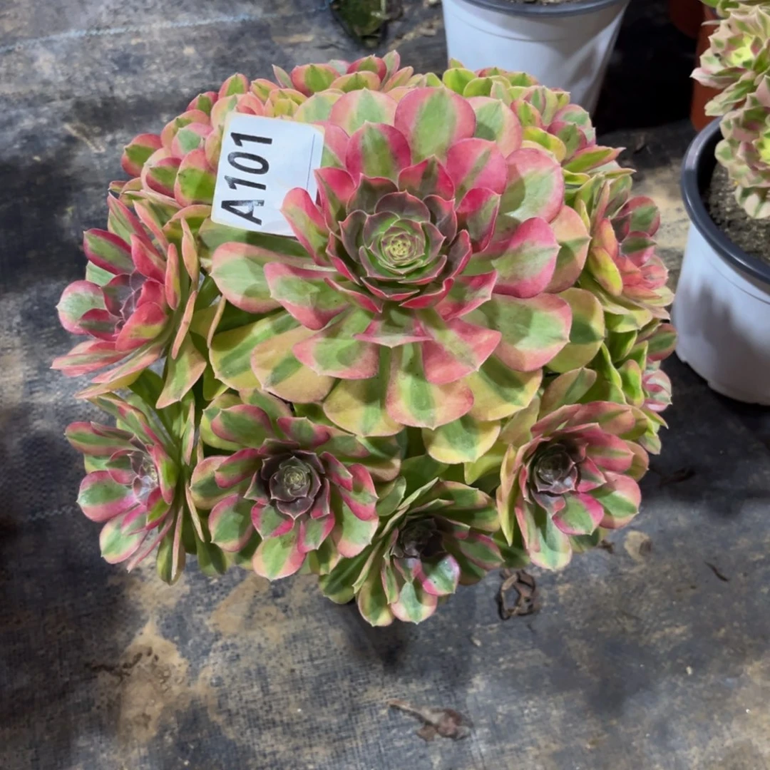 多肉植物轮回101多肉