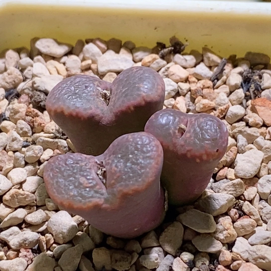 好看的粉色泡泡勋章