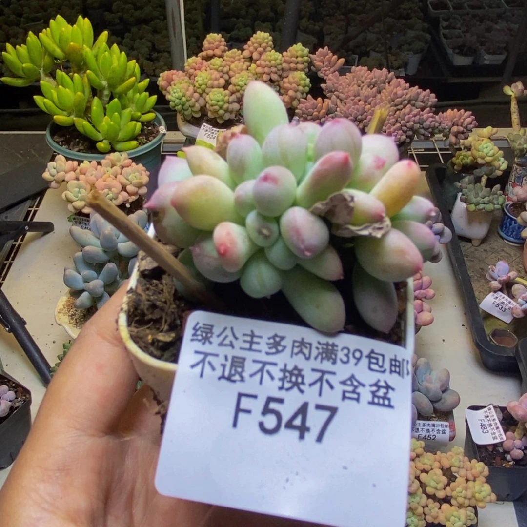 547苹果奶四代缀多肉4cm