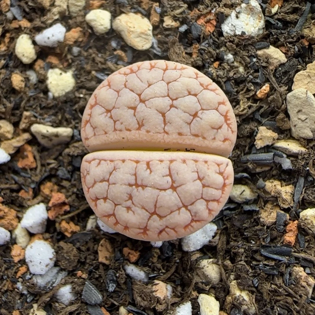 034 生石花大棚直播