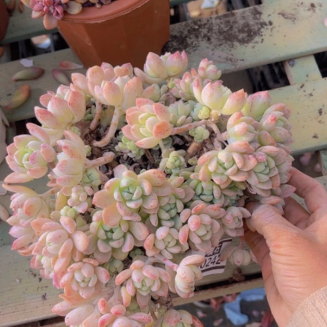 【闪购商品】小桃红20242