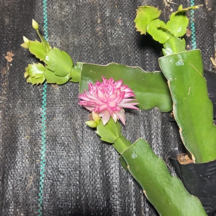 086嫁接多叶片小苗一颗25