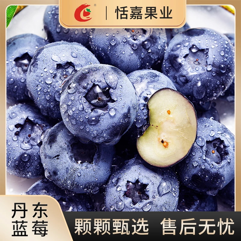 【头茬特大果】20-22mm果径新鲜采摘 应季蓝莓 脆甜多汁 125g/盒