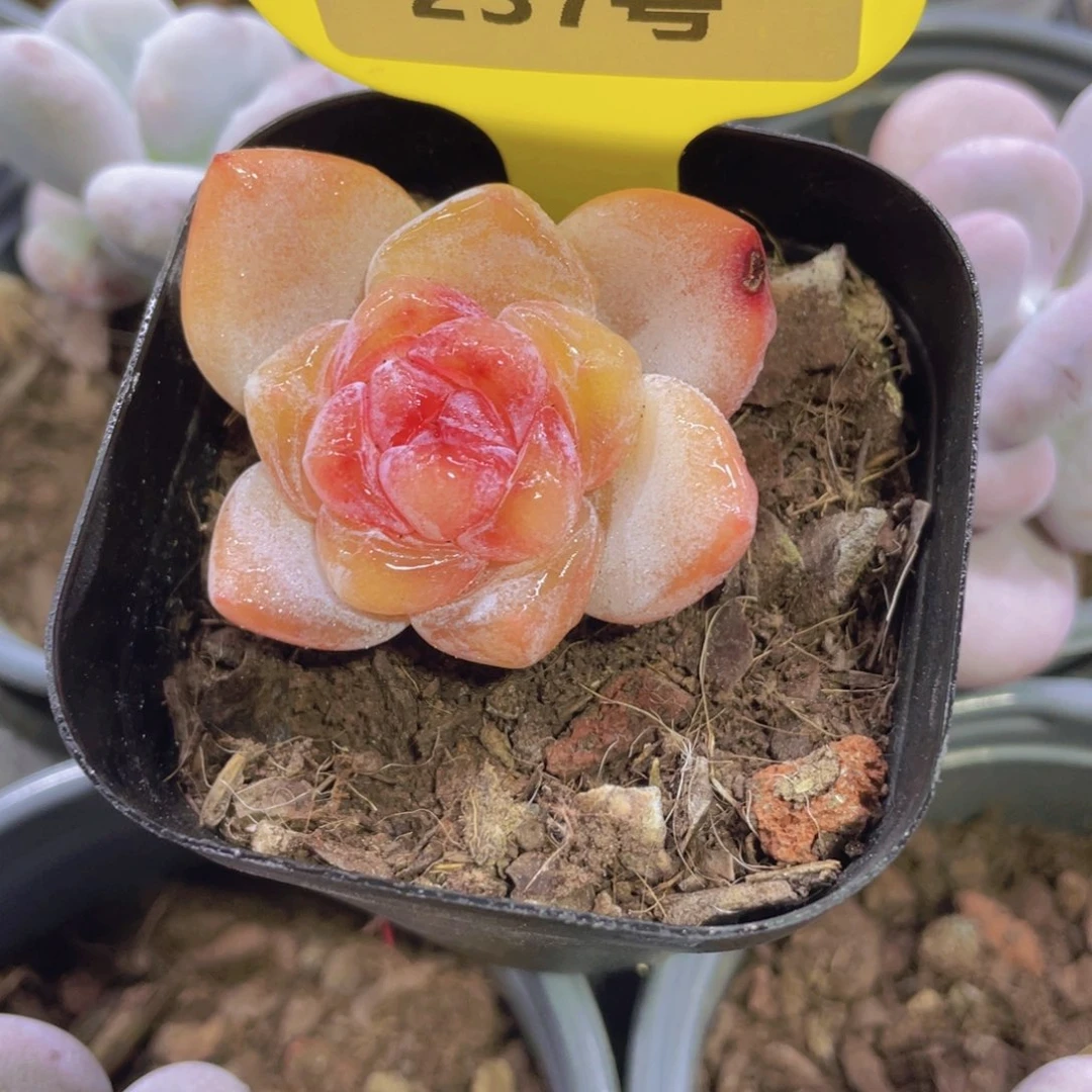 237号 丸叶糖心全状态大白兔