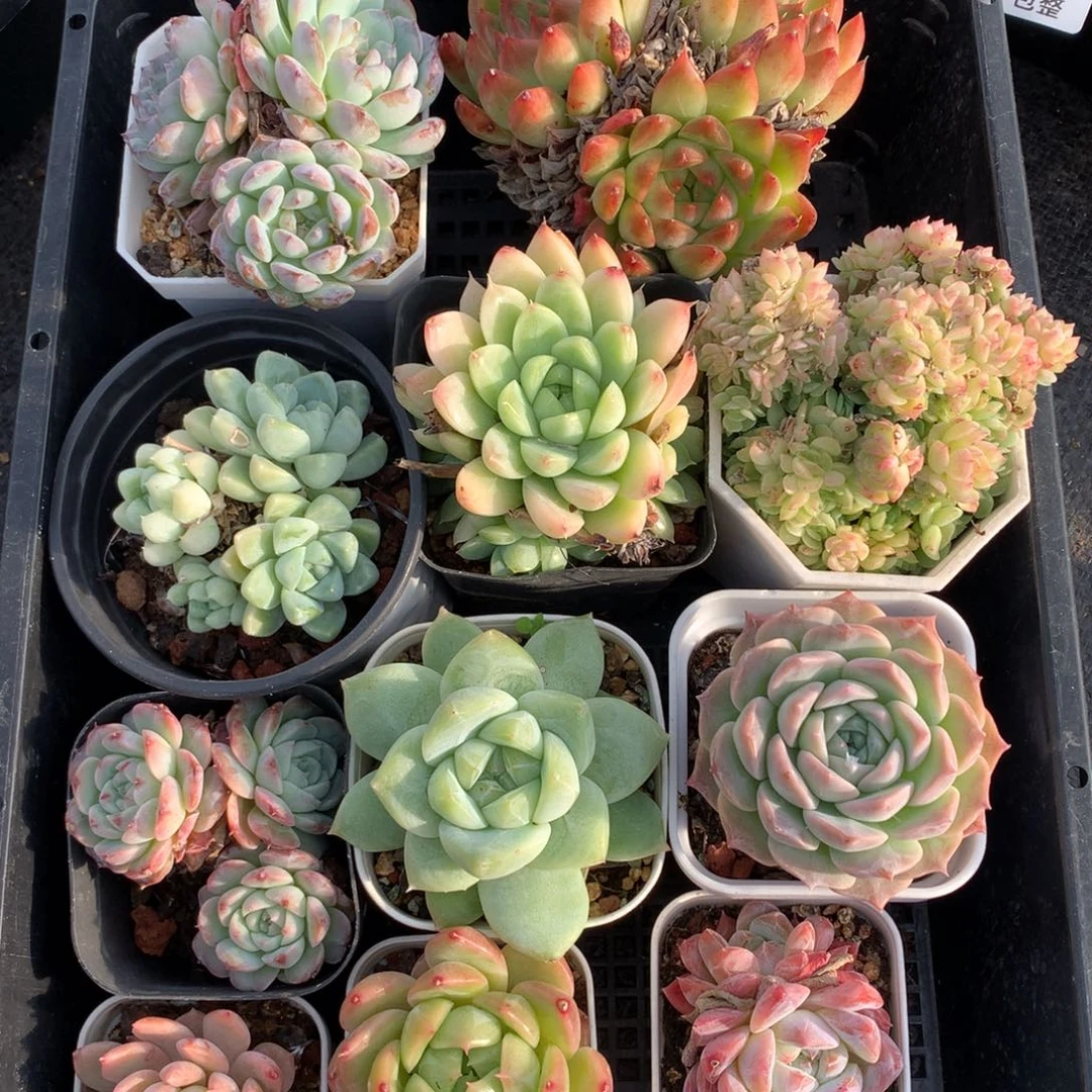 1028-26 套餐一组