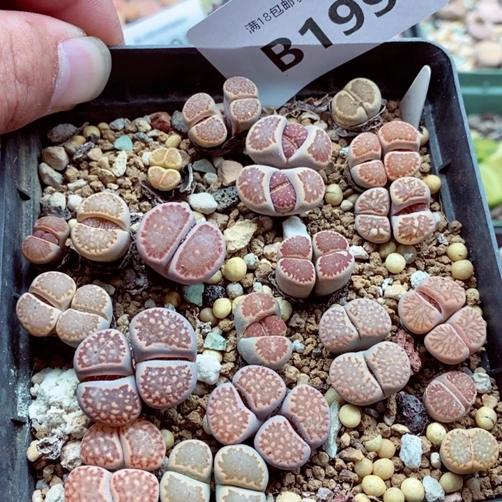 我的小姐姐们都是我199