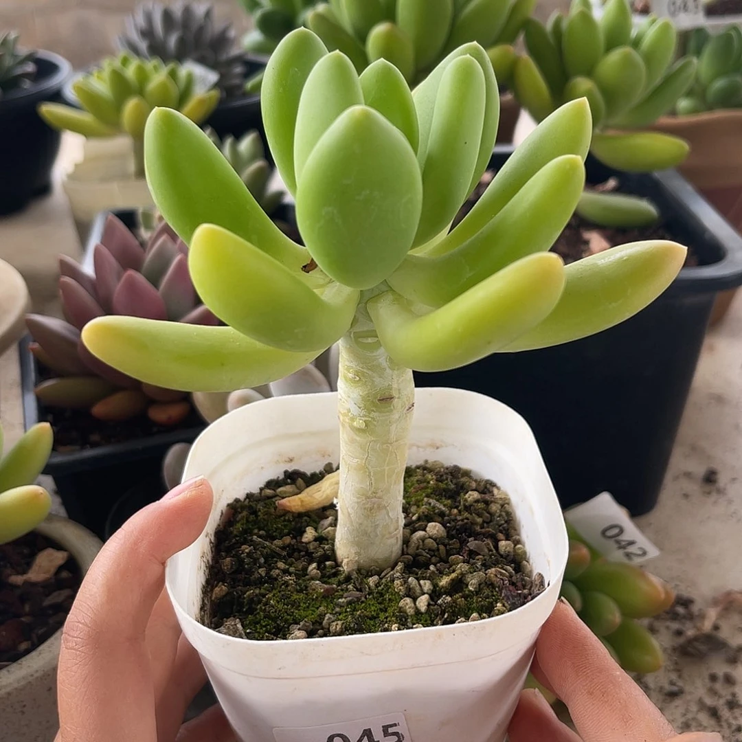 金蝉。 045。 11111111–