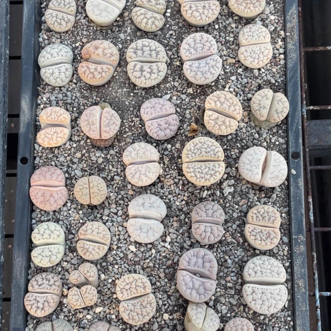 姜***条1666福利筐1不售后