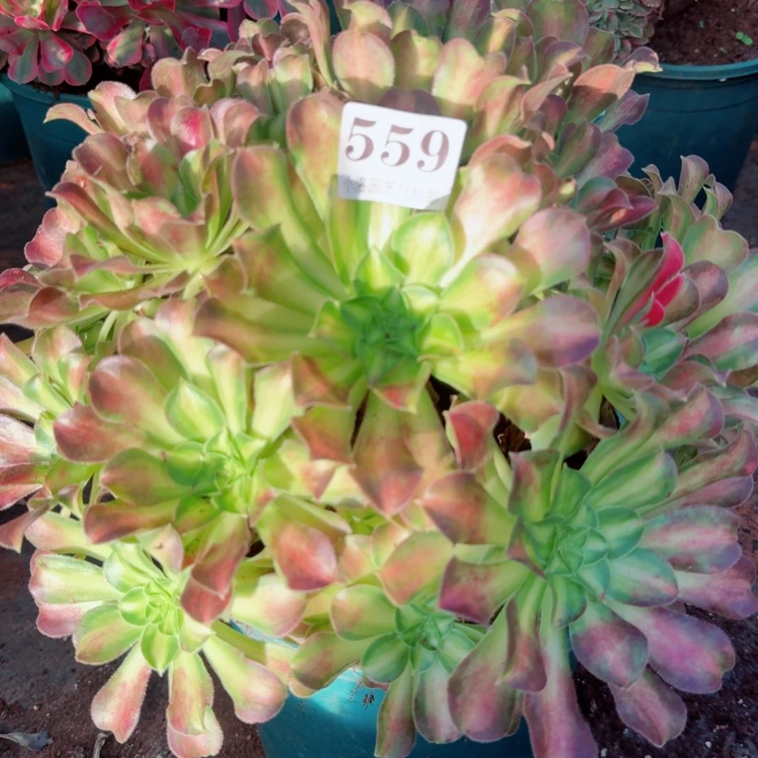 559韶华捧花多肉植物满28包邮